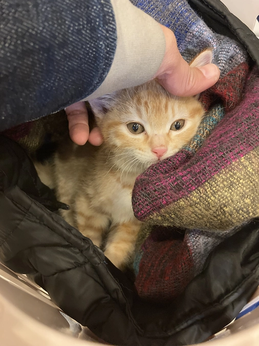 子猫発見！！ただ別の子11 残念なご報告