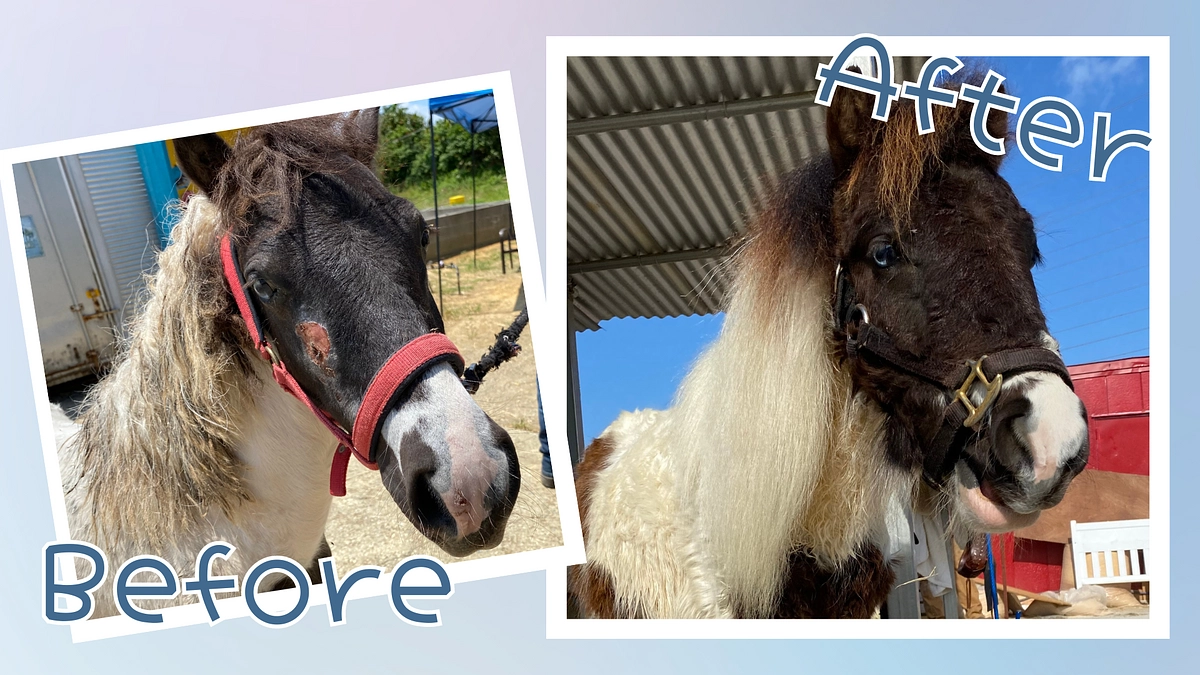 ミニポニーのロディ