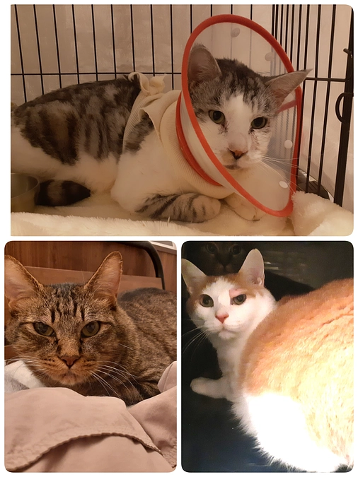 3匹の投薬と今後の治療方針