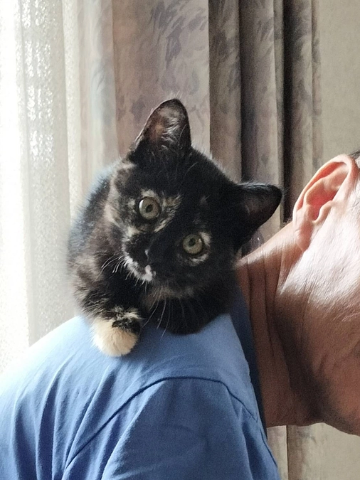 シャーシャーで足を引きずっていた子猫のナナちゃん