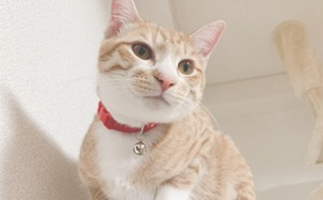 【5,000円】応援コース