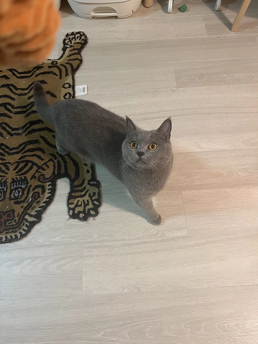 今日のドムくん