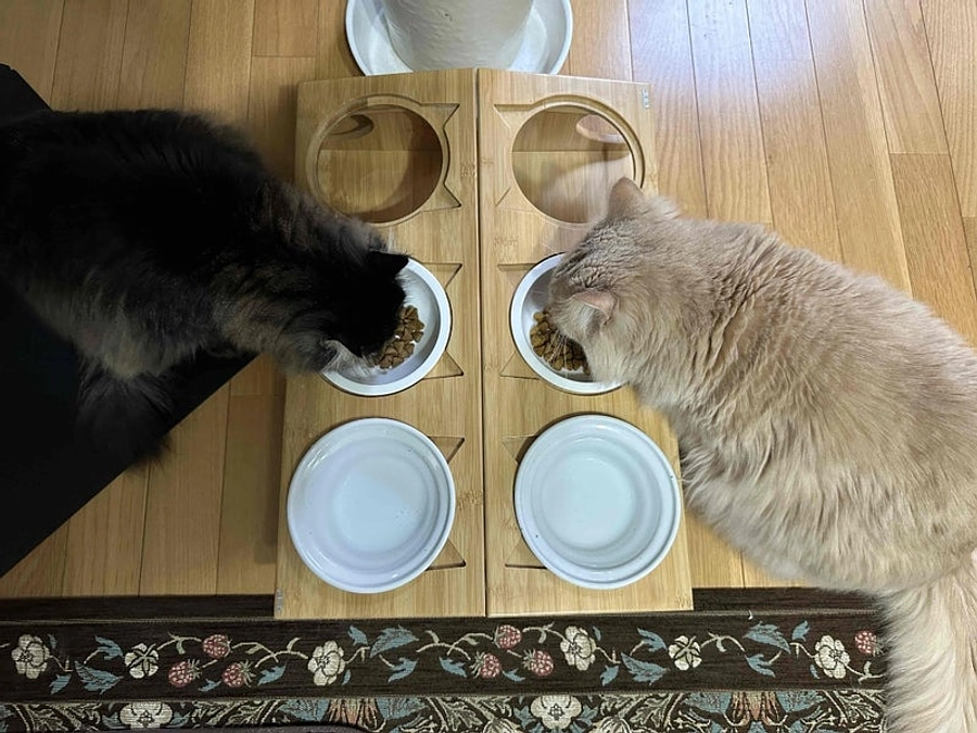 【あと5日！】チロ＆モコ の幸せ通信です☀️