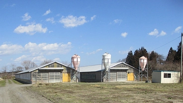 青森シャモロックの新しい鶏舎を整備して更なる販路拡大を実現したい のトップ画像