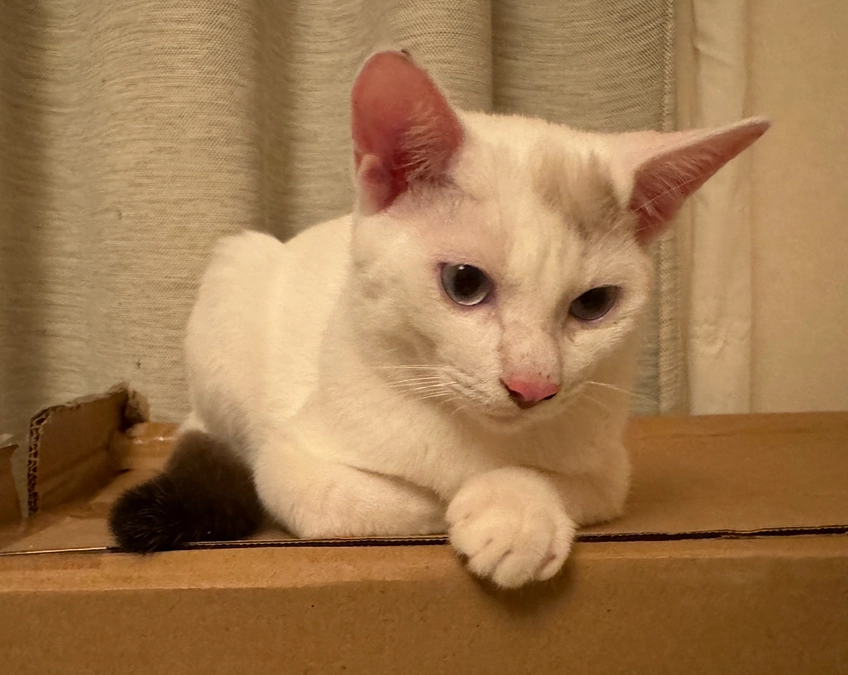 シンバペースでハナマル！