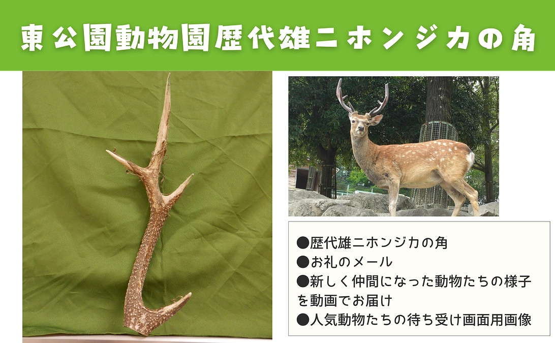 予告★明日より追加します【数量限定！】東公園動物園歴代雄ニホンジカの角＆獣医師と一緒に骨格標本づくり