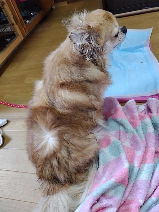 チワワ　小春の自宅トリーミング