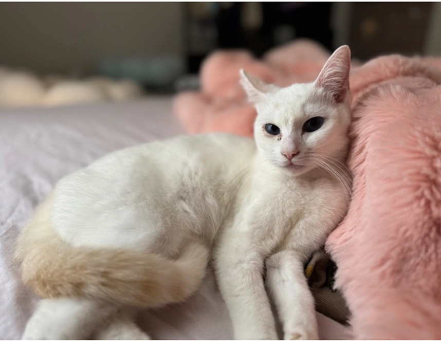 「皆様の支援がつないだ命──保護猫たちの今をまとめてご紹介します」