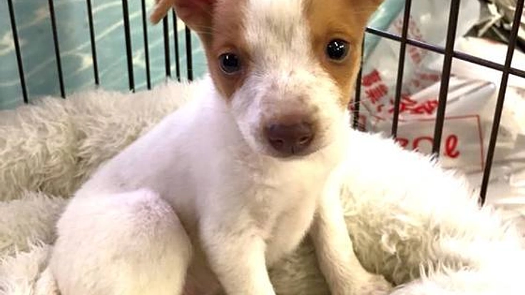 ペットショップから転身。殺処分０から無責任飼い主０を目指して