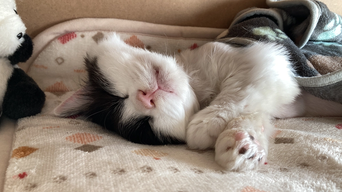 11/24〜25のテオくんの様子