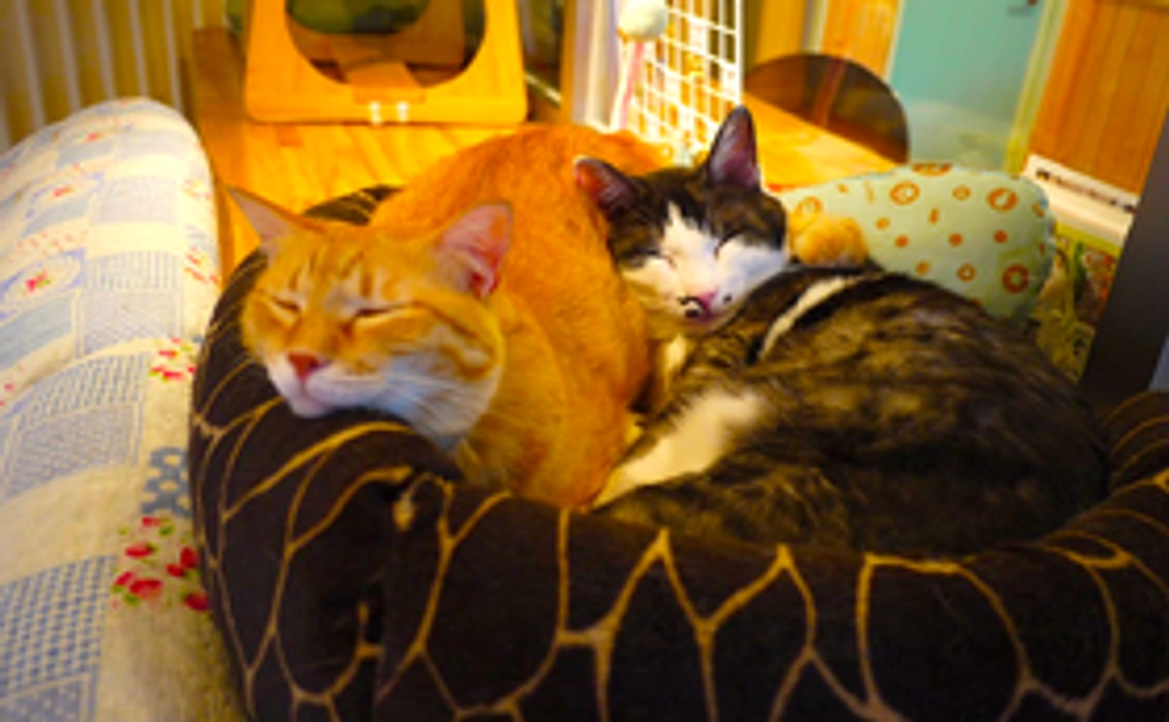 サンクスレター