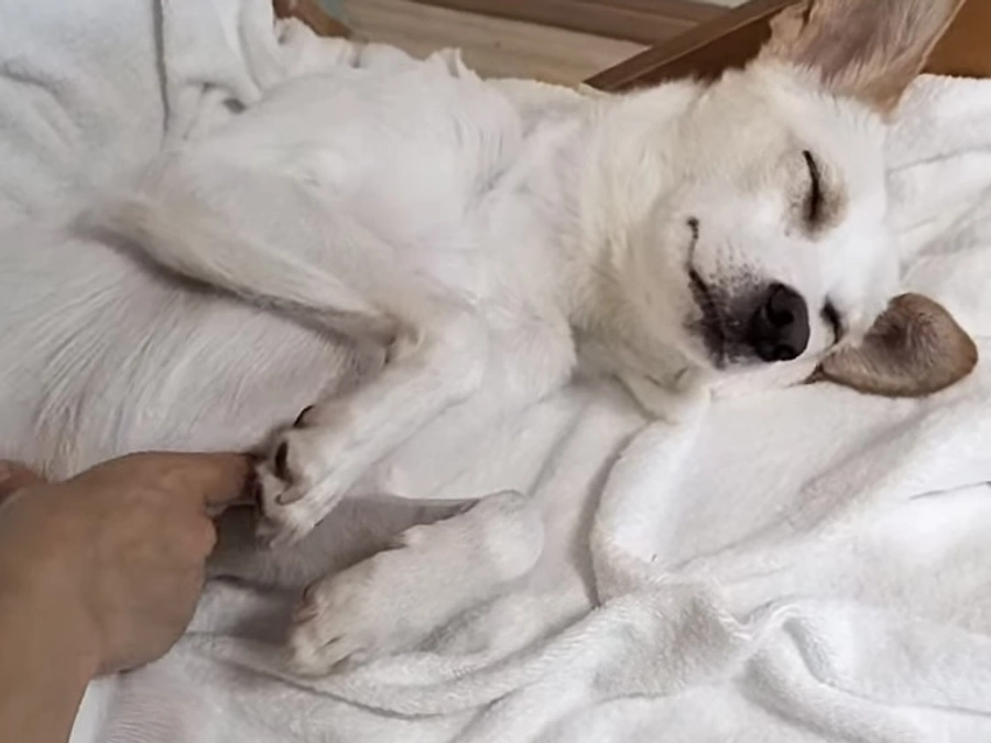 野犬はなぜ野犬になるのか。