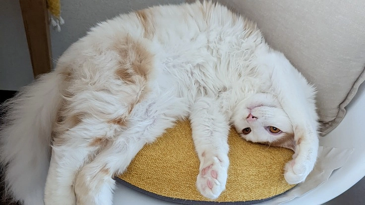 FIPと門脈シャント同時発症の難病のゆずをたすけてください