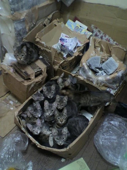 多頭飼育破綻の子達は、劣悪な環境の中栄養状態が悪いお母さんから生まれ生き残れる子は僅かです…