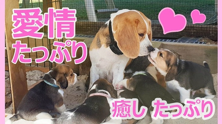 子犬の成長を見守りつつ、愛情たっぷりブリーダーを支援してください！