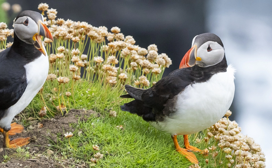 パフィン コース