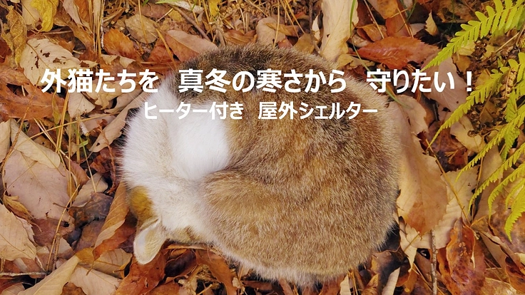 外猫たちを真冬の寒さから守りたい！【ヒーター付き屋外シェルター】