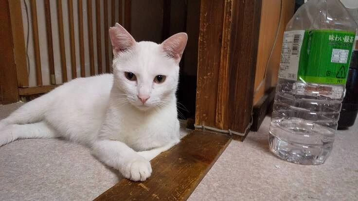 しろきちの人工肛門の再手術を受けさせて下さい