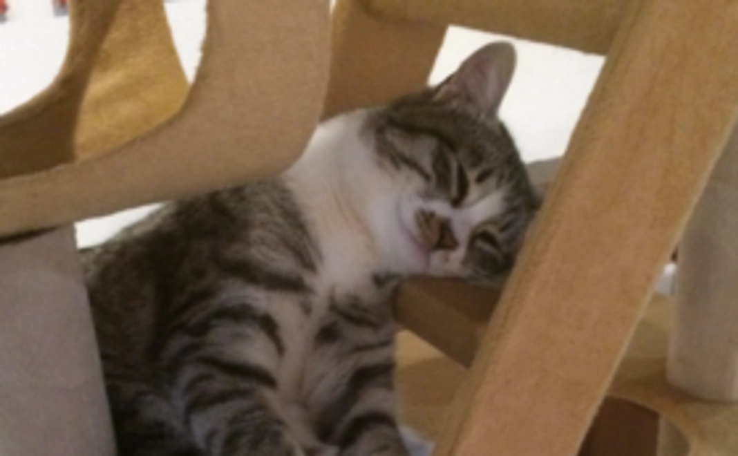 サンクスレター