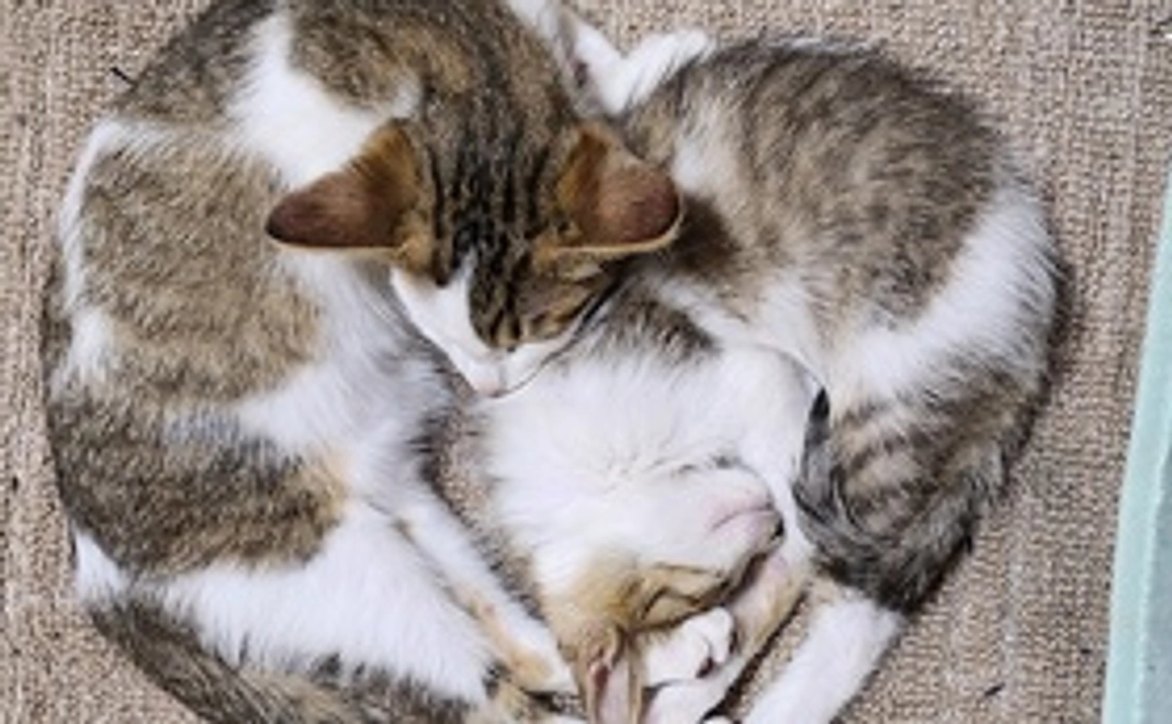 猫の写真付き感謝のメール2