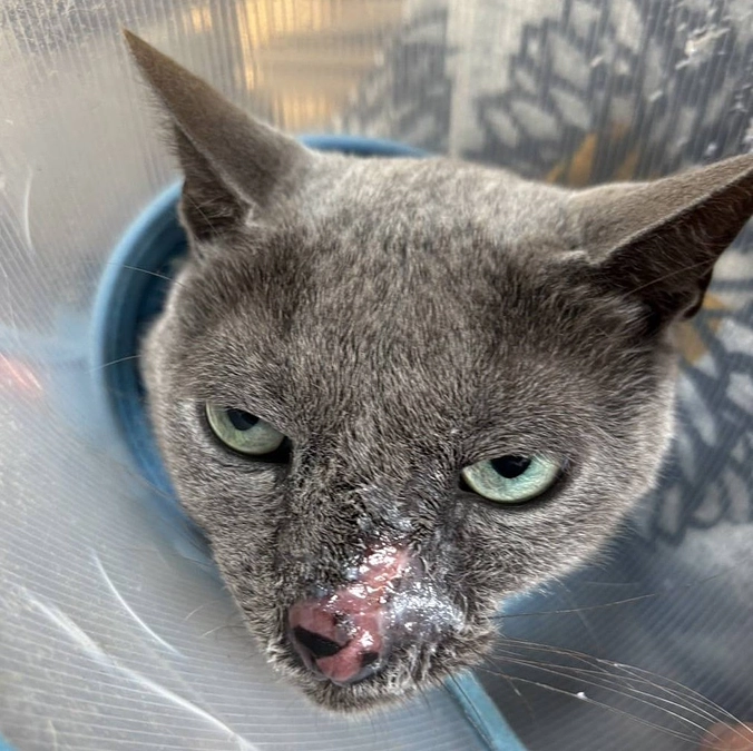 今日のステラの様子です