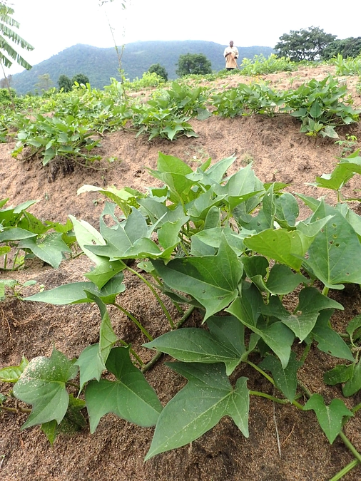 今年は期待できるかも。