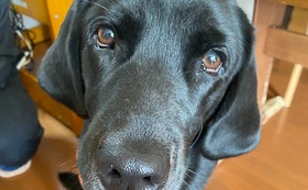 お礼のメール/Thank you mail