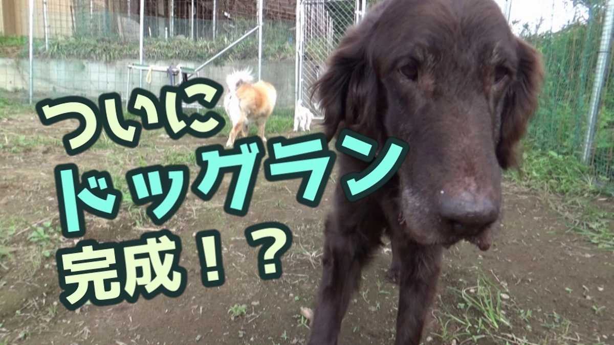 ドッグラン完成！？／9月収支報告