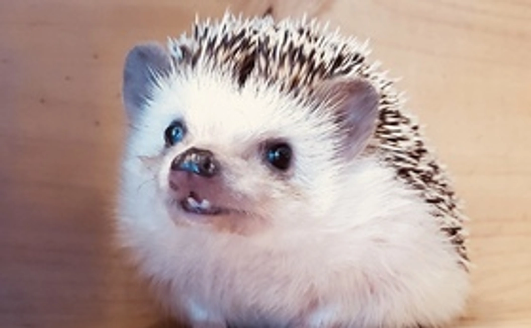 お気持ちコース