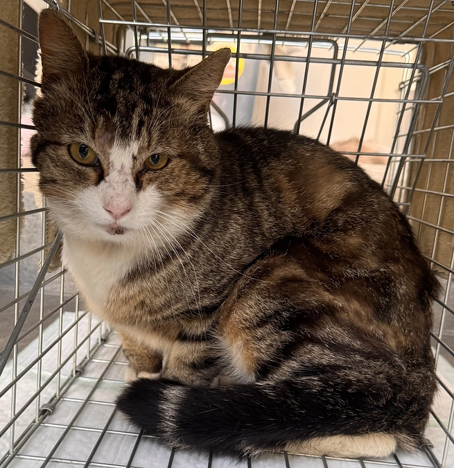 【外猫去勢手術しました。名前は、とらじ、になりました】