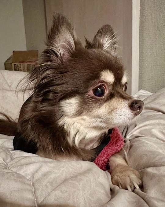 2024/1/10  クラウドファンディング残り18日  まだまだインドア派の栗です‼︎