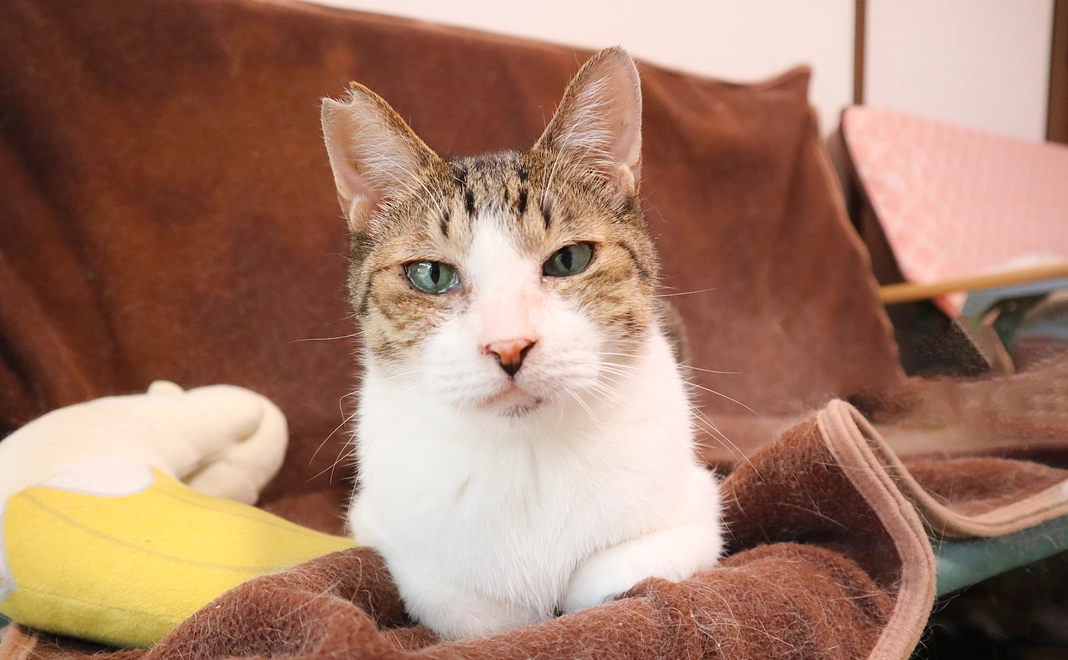 毎月3万円コース