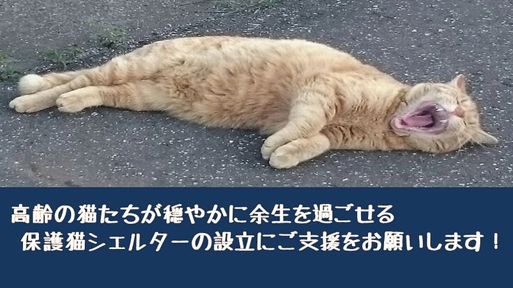 高齢猫を看取るための保護猫シェルターの設立にご支援をお願いします!