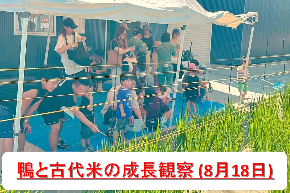 【第三回】成長観察＆と殺・解体事前学習を開催しました！