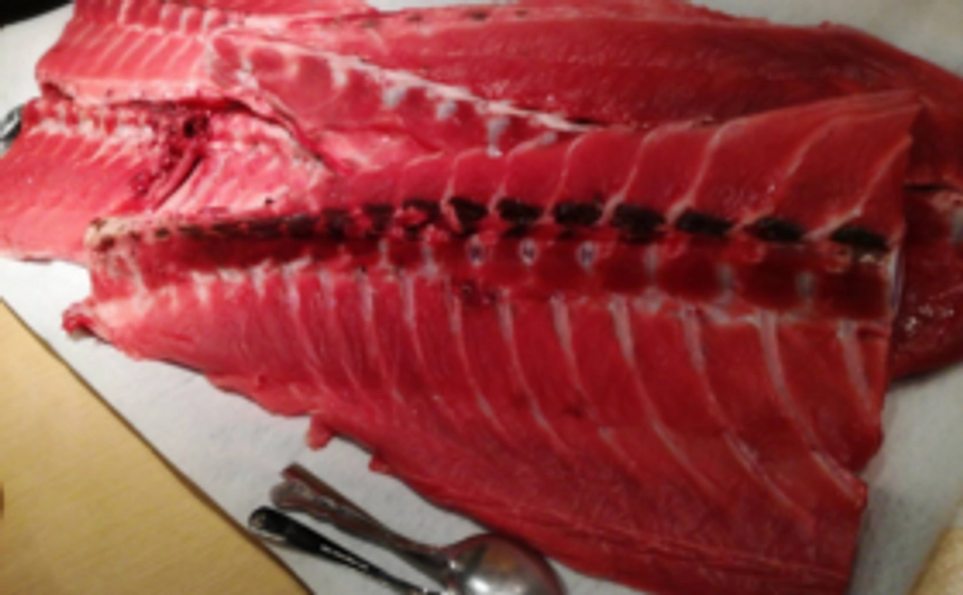 【クラウドファンディング限定】築地からマグロの中落ちをお届けします(送料込み)