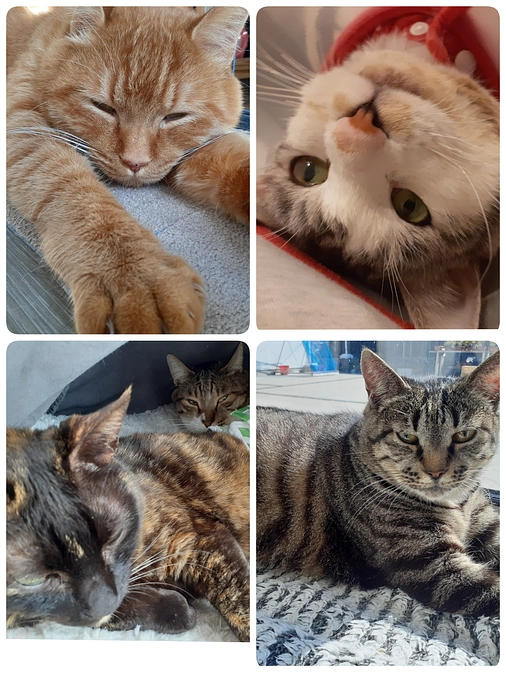 5匹の医療についてのご報告