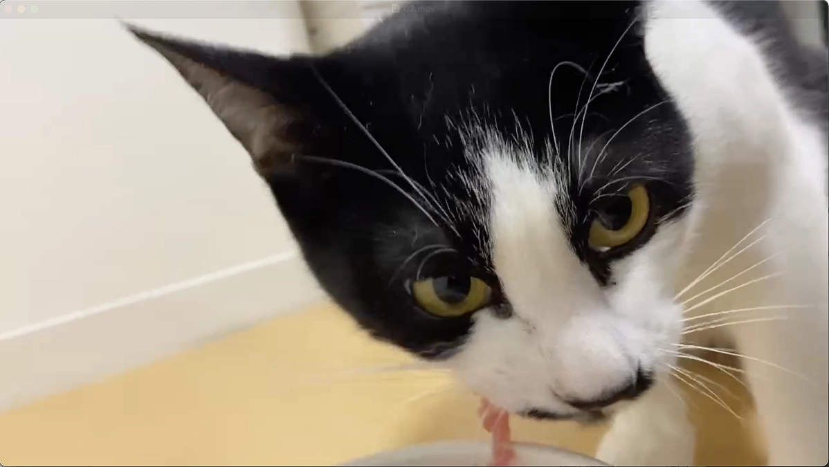 2025年5月3日(土)シドちゃん　FIP治療活動報告