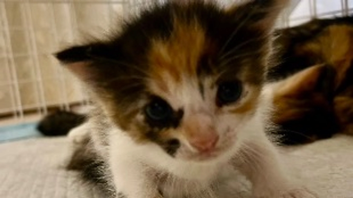 このは生後1ヶ月の頃