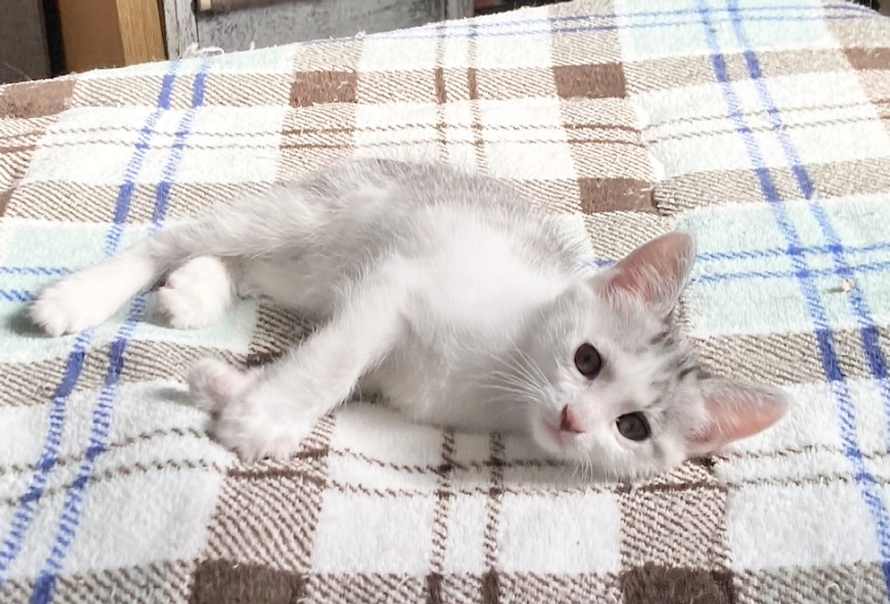 兄妹全員FIPに感染してるのか??