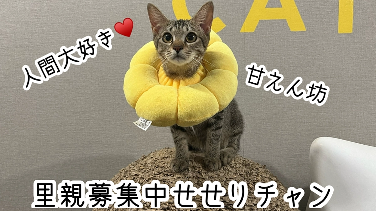 笑いあり涙（？）あり！？〜猫スタッフの撮影日誌〜編。