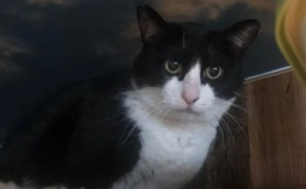 ハチワレコース