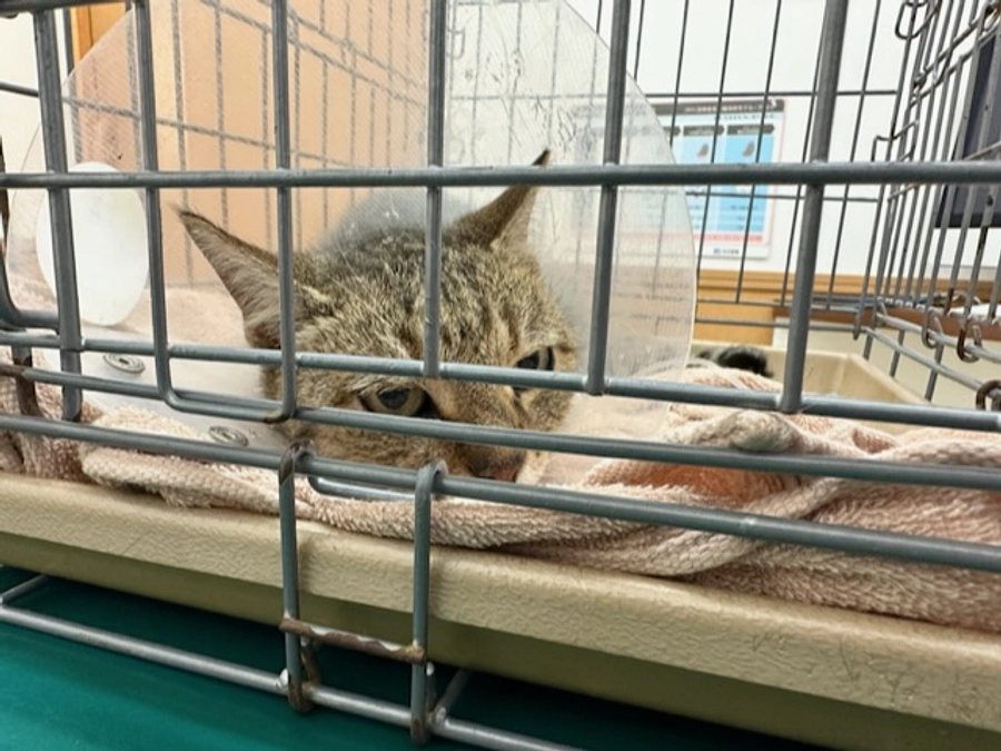 手術頑張りました