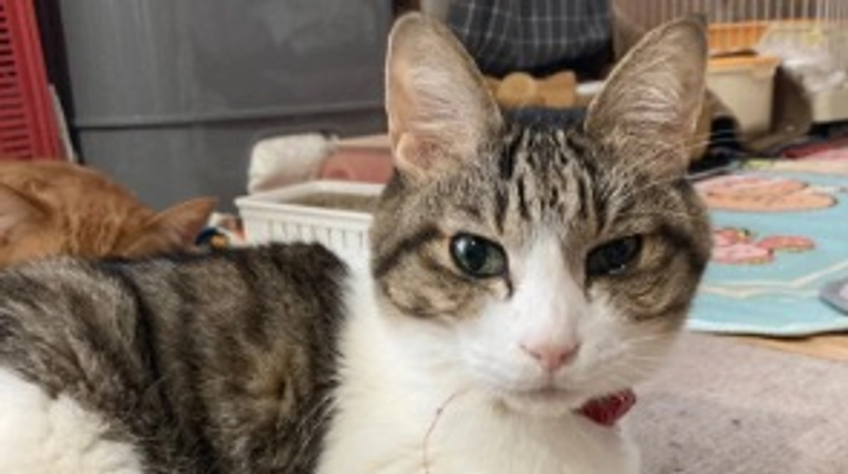 遅くなりましたが、あけましておめでとうございます