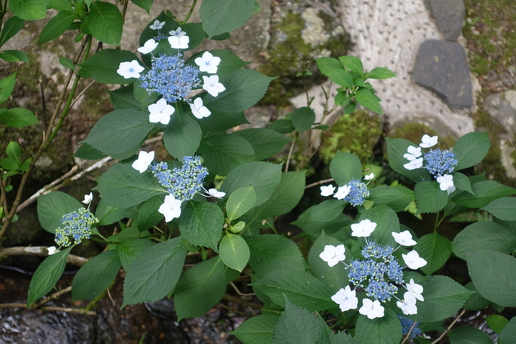 【支援者700名を超えました】台風21号が直撃した当時の記事のご紹介