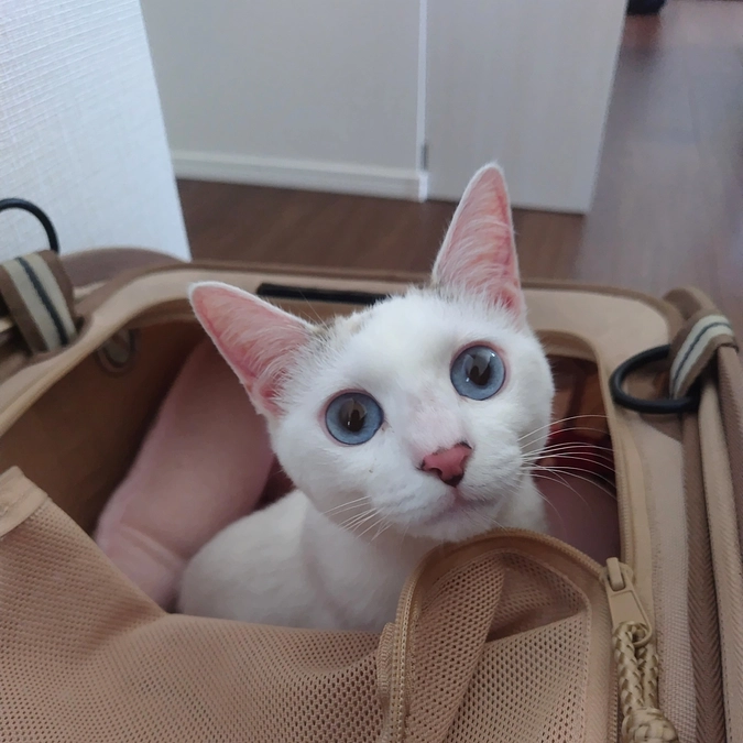 新しいキャリーで病院へ🏥