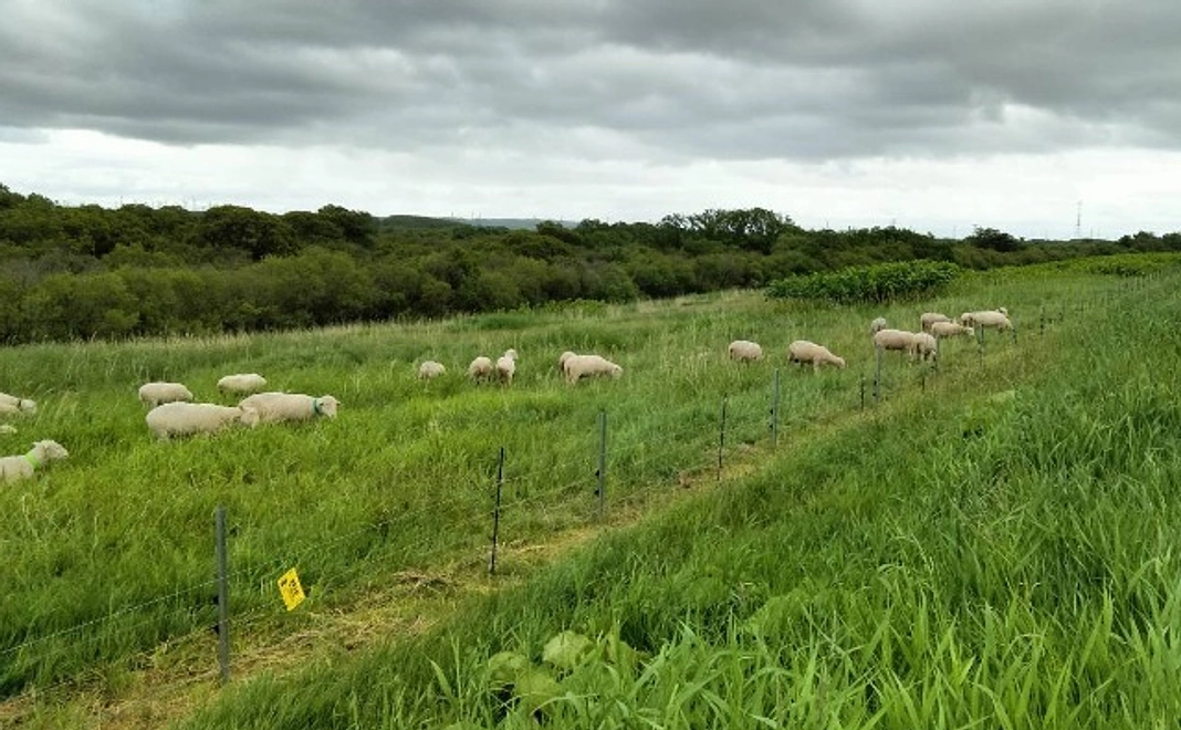 ひつじの放牧を応援!コース