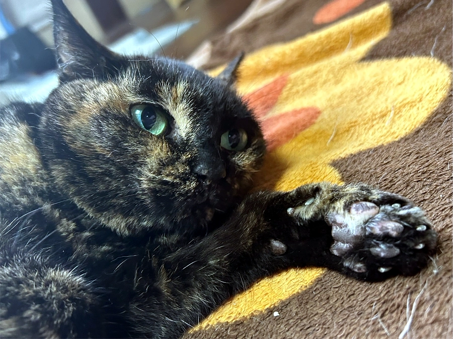 挑戦15日め。50％達成！