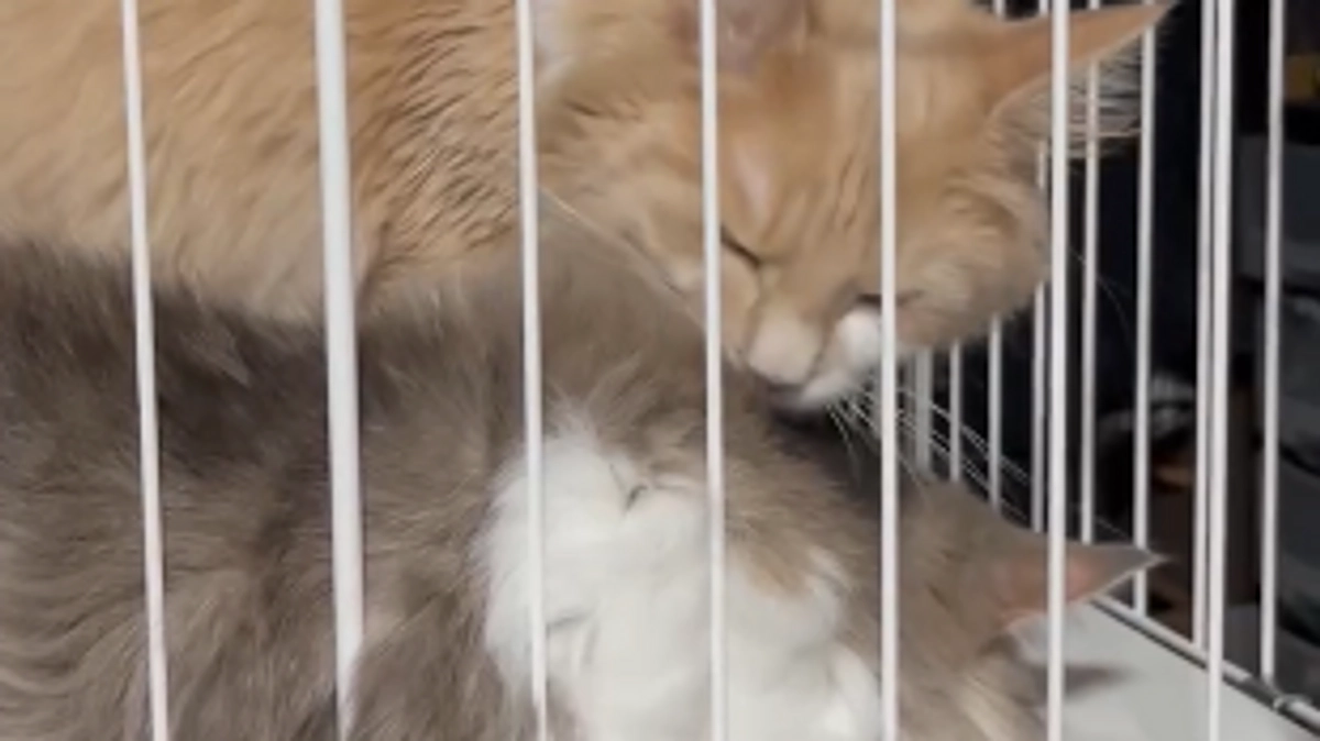 寝ることが多いコア、先住猫も心配してます💦