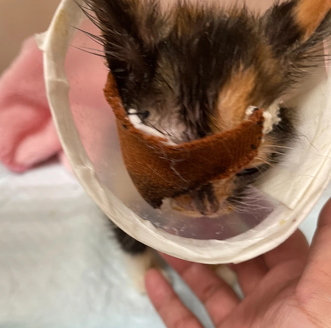 子猫のお目目がもう限界で。。。