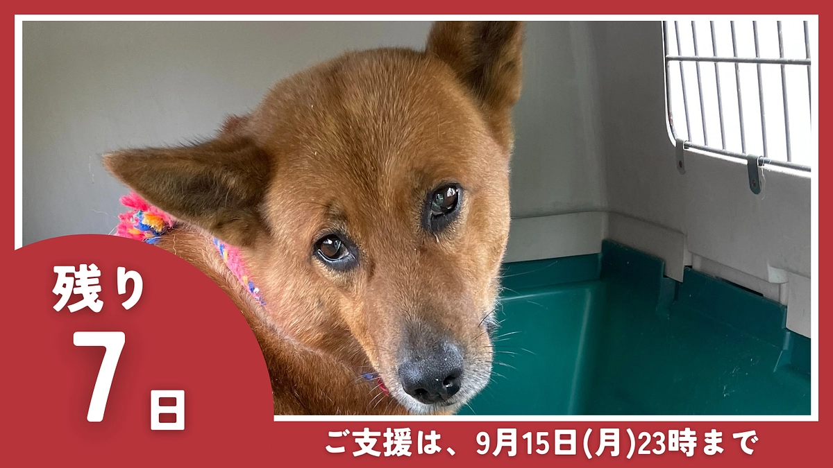 【残り7日】引き続きのご支援と情報拡散をお願いいたします！